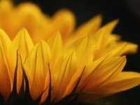 Hoffnung sunflower HP