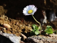 Marienblümchen 02
